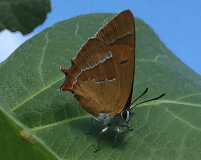 Brown Hairstreak Butterfly