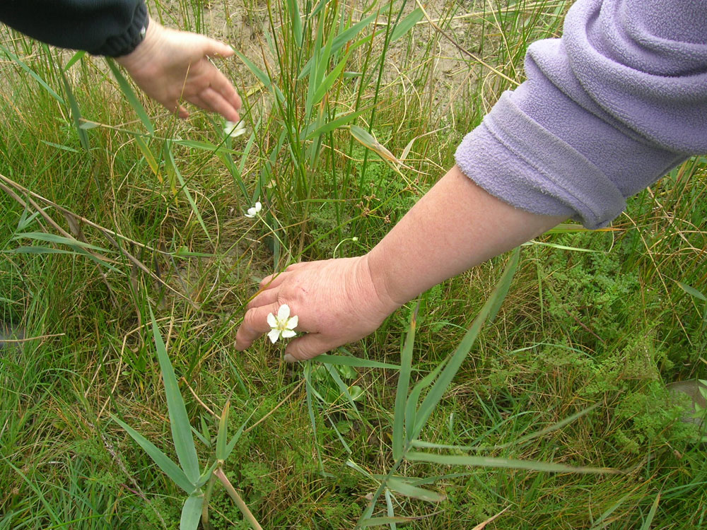 Grass of Parnassus