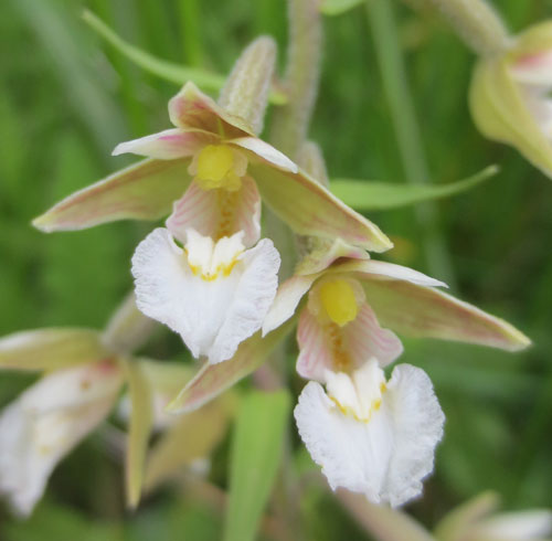 Marsh helleborine
