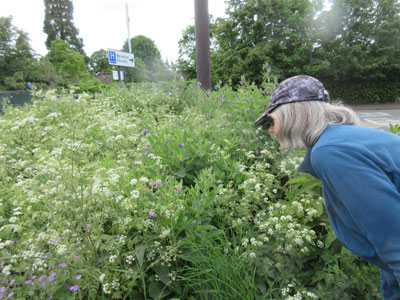 Looking at comfrey, bees, and cow parsley