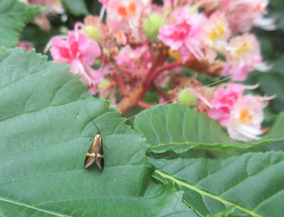 Yellow-horned longbar moth on horse chestnut